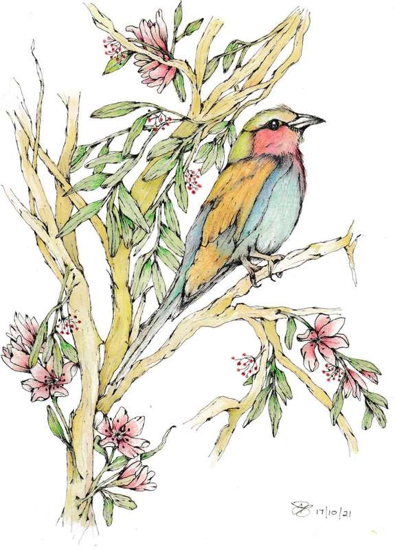 African Roller Card and Envelope Maxi Pack