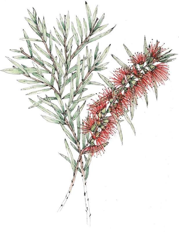 Bottle Brush Card & Envelope Maxi Pack
