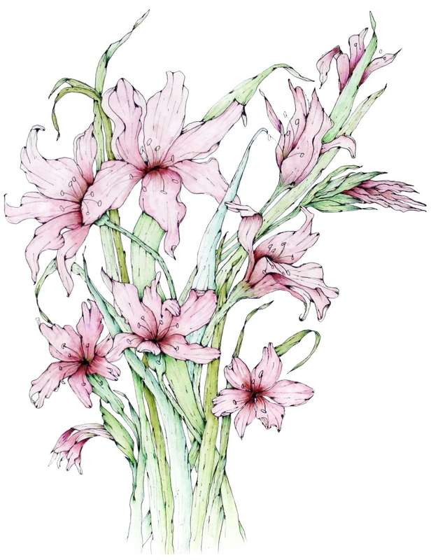 Cape Gladiolus Card and Envelope Maxi Pack
