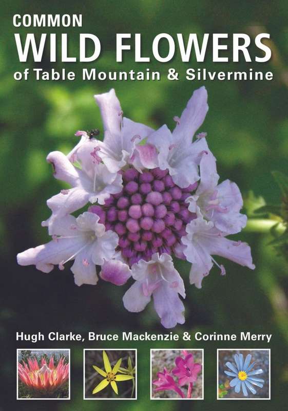 Common Wild Flowers Of Table Mountain and Silvermine