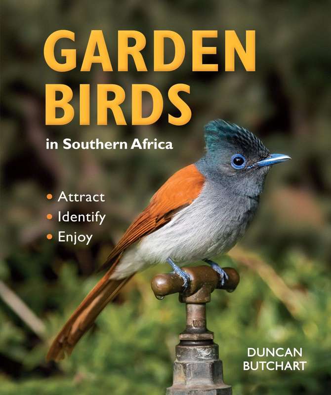 Garden Birds In Southern Africa