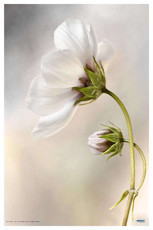 Heavenly Cosmos by Mandy Disher  - naure Photography poster