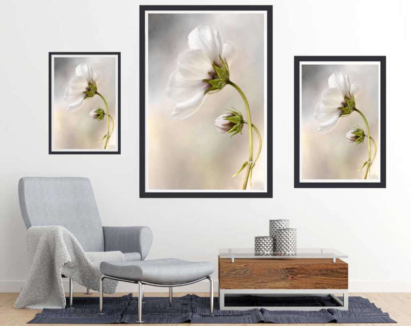 Heavenly Cosmos by Mandy Disher  - naure Photography poster