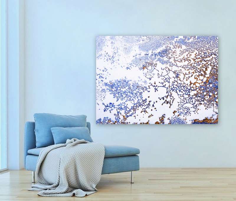 Coral Blooming by Petra Meikle de Vlas  - Photography poster