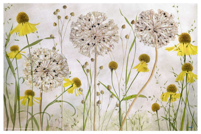 Alliums and heleniums by Mandy Disher - flower Photography poster
