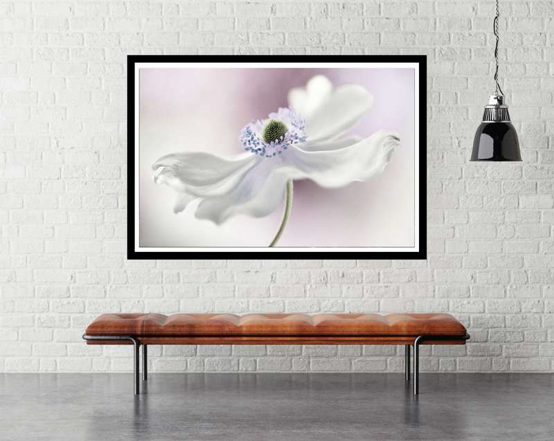 Anemones Breeze by Mandy Disher - flower Photography poster