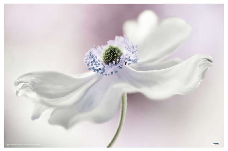 Anemones Breeze by Mandy Disher - flower Photography poster