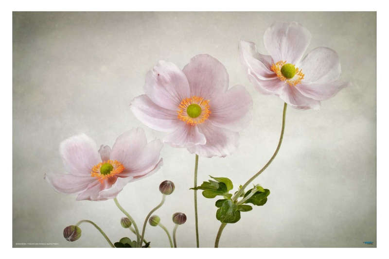 Anemones  by Mandy Disher - flower Photography poster