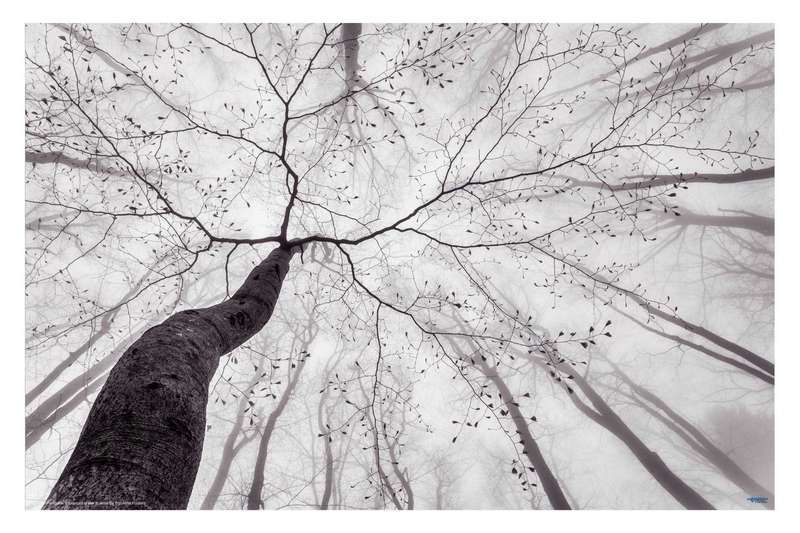 A view of the tree crown by Tom Pavlasek - Nature Photography Poster