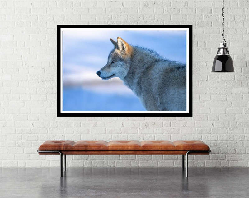 A vigilant Wolf by Bingo Z - Wildlife Photography poster