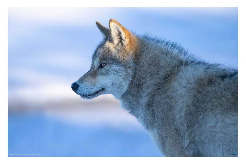 A vigilant Wolf by Bingo Z - Wildlife Photography poster