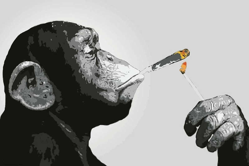Steez - Chimp Lighting A Joint Poster