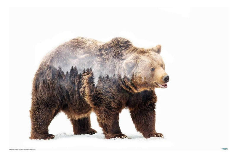 Bear Double Exposed Photography Poster