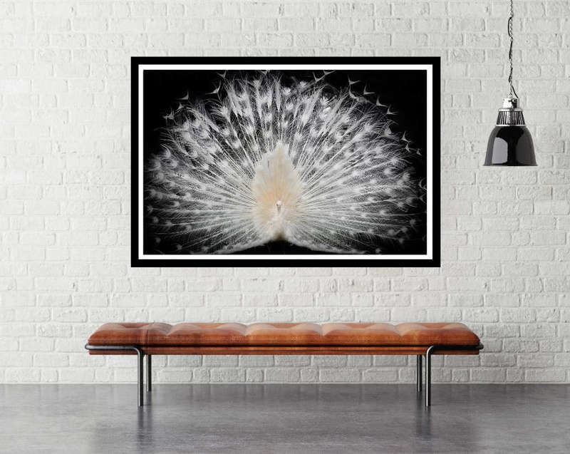 Black and White by Pino Liddi - Bird Photography poster