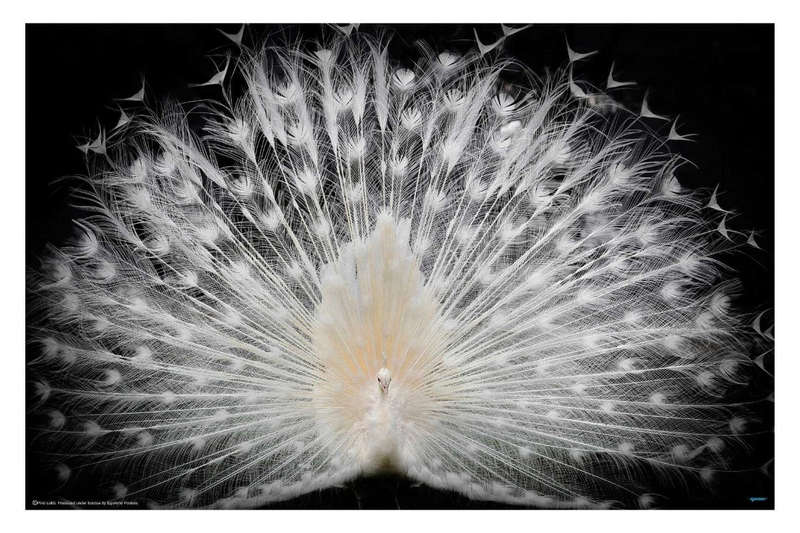 Black and White by Pino Liddi - Bird Photography poster