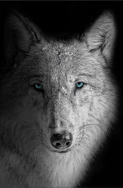 Blue Eyed Wolf - Wildlife Photography poster
