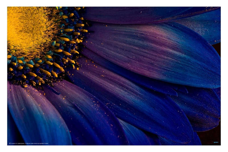 Blue Rays by Torsteinn H. Ingibergsson - Nature Photography poster