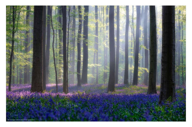 Bluebells by Adrian Popan - Flower Photography Poster
