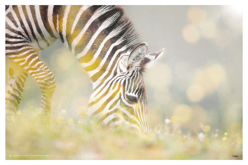Breakfast by Jesus Concepcion Alvarado - Wildlife Photography Poster.