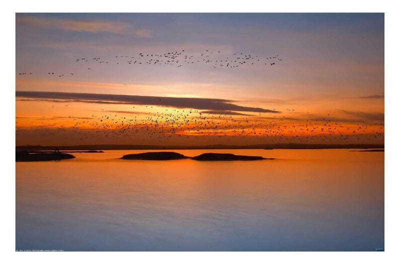 By Sunset by Piotr Krol - landscape Poster
