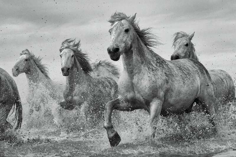 Camargue Horses Wall Art Poster
