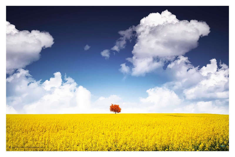 Canola Field by Bess Hamiti - Landscape Photography poster