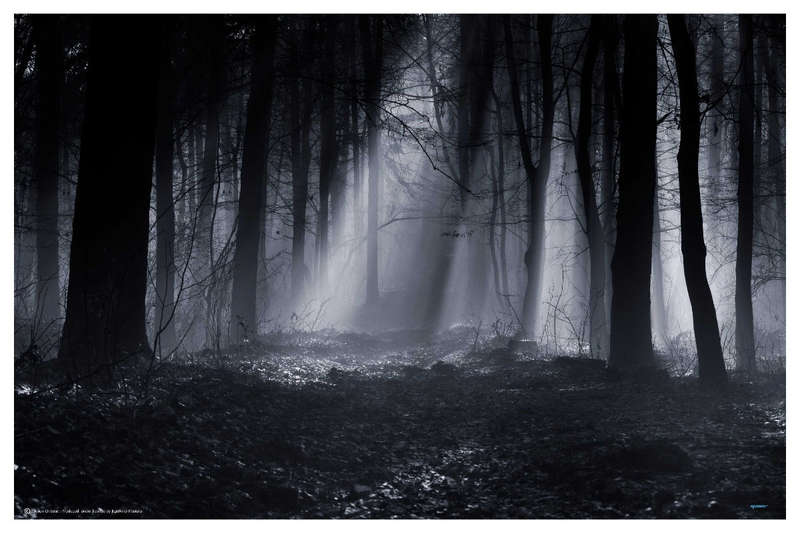 Capela Forest by Julien Oncete - Nature Photography Poster
