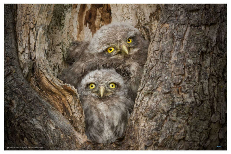 Civ and Civ by Alberto Ghizzi Panizza  - Wildlife Photography poster