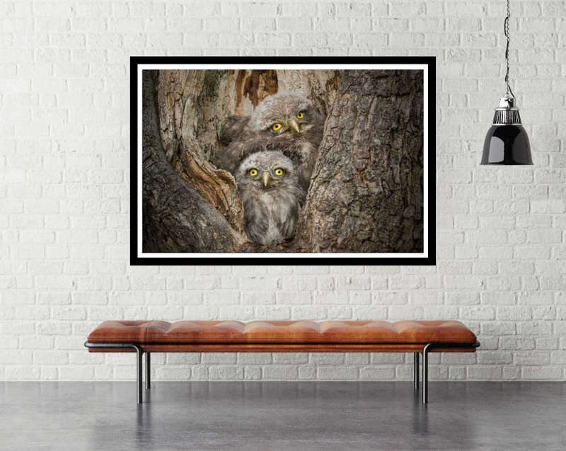 Civ and Civ by Alberto Ghizzi Panizza  - Wildlife Photography poster