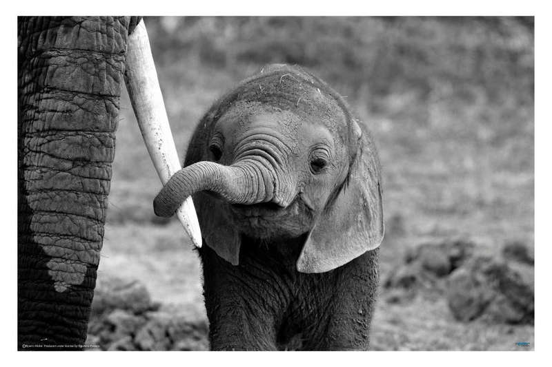 Close by Bjoern Alicke - Wildlife Photography poster