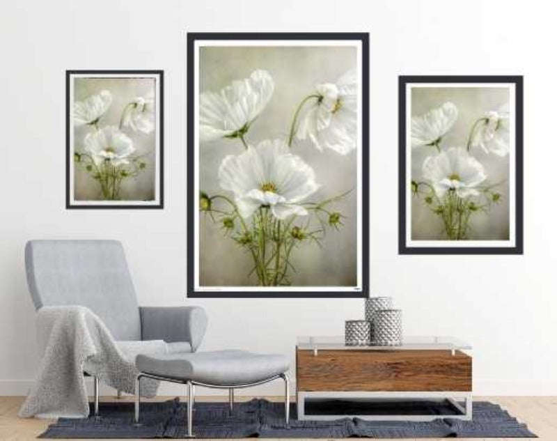 Cosmos Charm by Mandy Disher - flower Photography poster