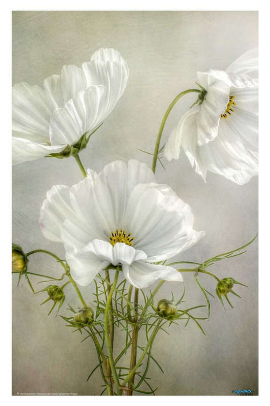 Cosmos Charm by Mandy Disher - flower Photography poster