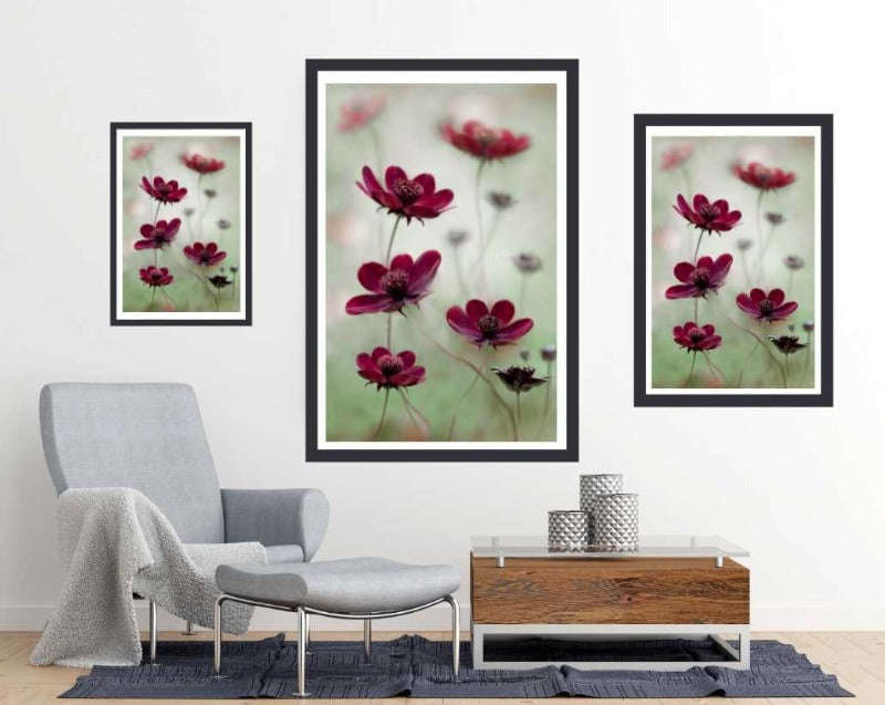 Cosmos Sway by Mandy Disher - flower Photography poster