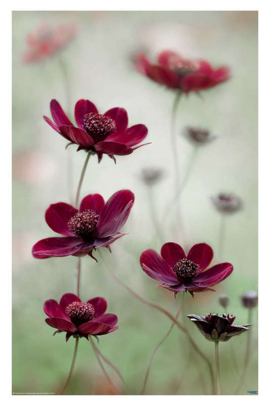 Cosmos Sway by Mandy Disher - flower Photography poster