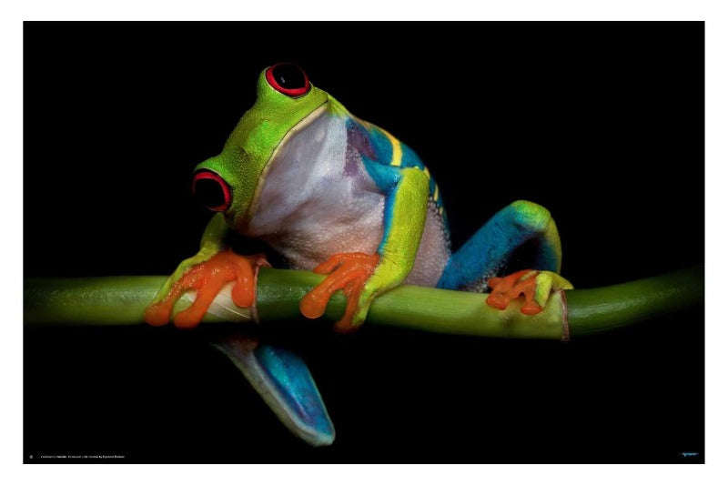 Curiosity by Ferdinando Valerde - Frog Photography Poster