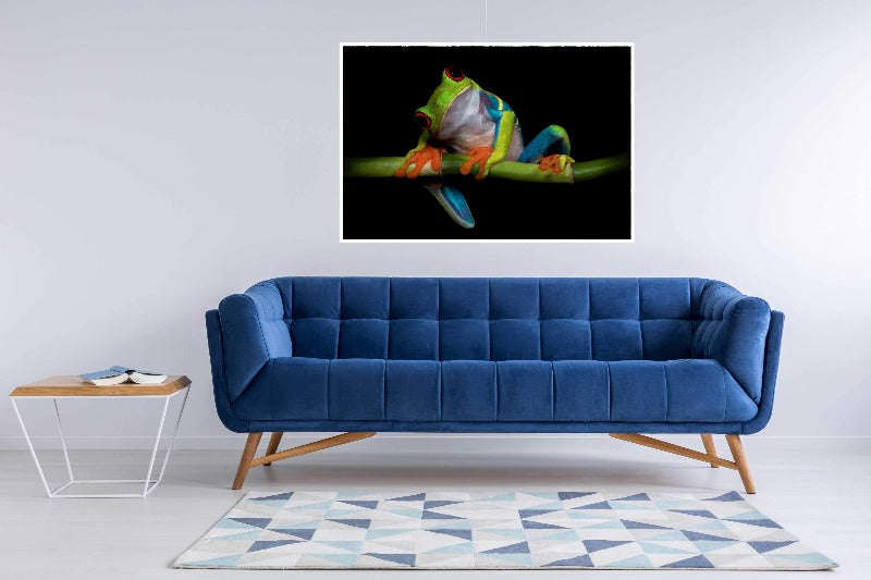 Curiosity by Ferdinando Valerde - Frog Photography Poster