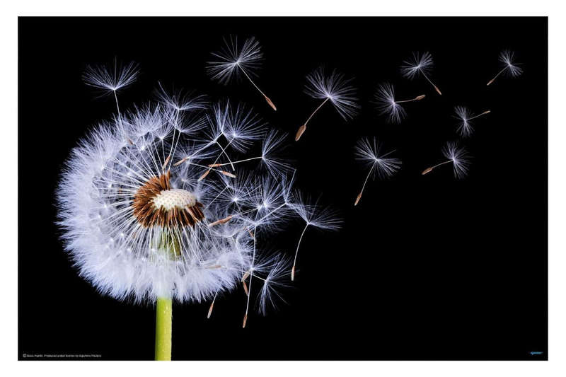 Dandelion Blowing by Bess Hamiti - Nature Photography Poster