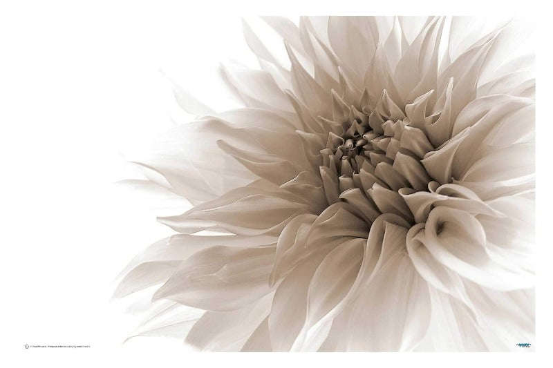 Dignified by Priska Wettstein - Flower Photography Poster
