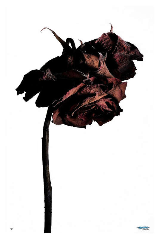 Dried Rose by Yasin Mitake - Photography Poster