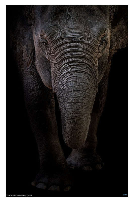 Dumbo by Branko Markovic - Animal Portrait Poster