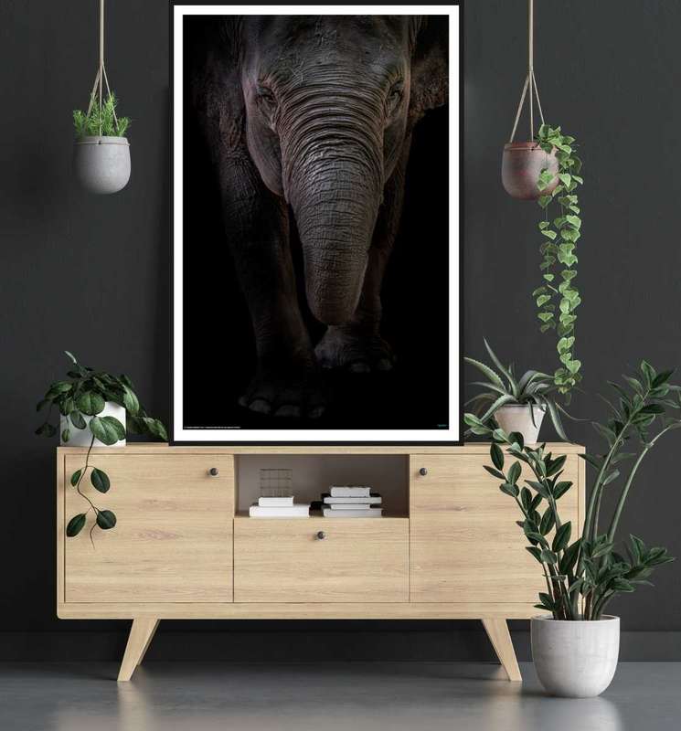 Dumbo by Branko Markovic - Animal Portrait Poster