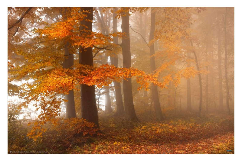 Edge of the Woods by Nicolas Schumacher - Nature Photography poster