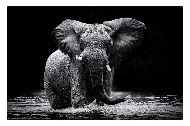 Elephant Power by Gorazd Golob 2021. Wildlife Photography Poster.