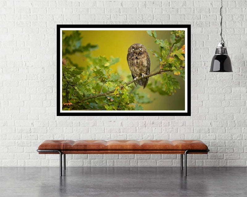 Eurasian Scops Owl by Milan Zygmunt - Animal photography Poster 2021