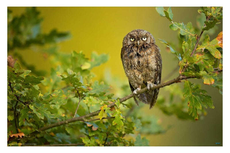 Eurasian Scops Owl by Milan Zygmunt - Animal photography Poster 2021