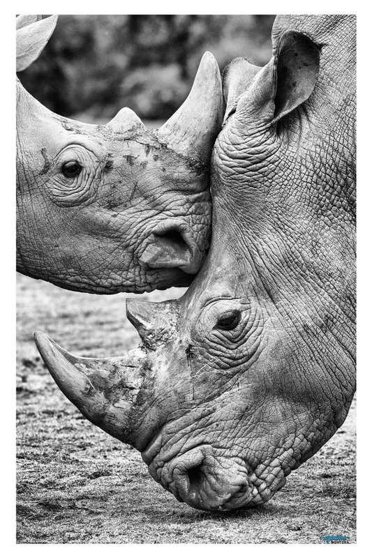 Face to Face by Jesus Concepcion Alvarado - Wildlife Photography Poster