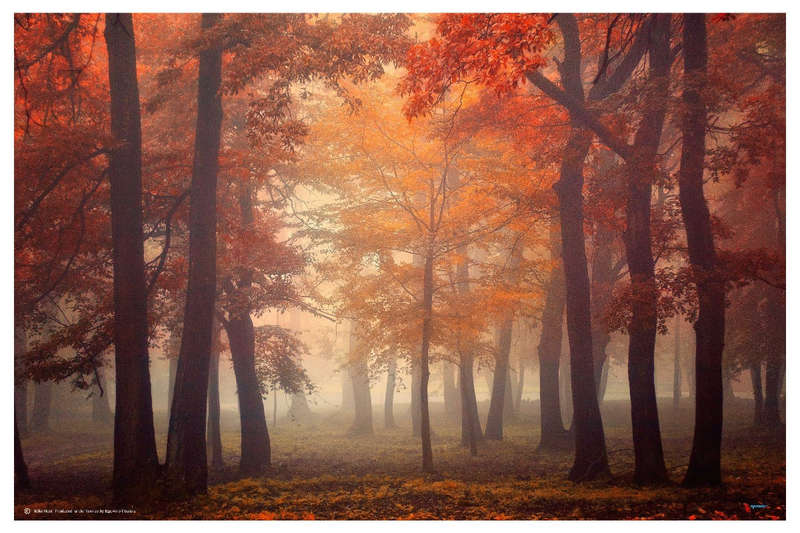 Feel by Ildiko Neer - Nature Photography poster