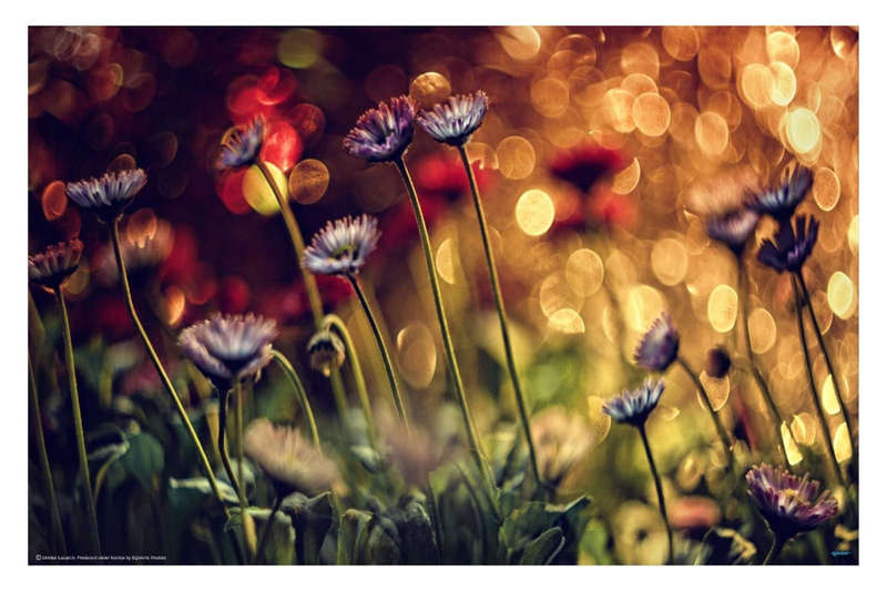 Field of flowers by Dimitar Lazaron - Nature Photography poster