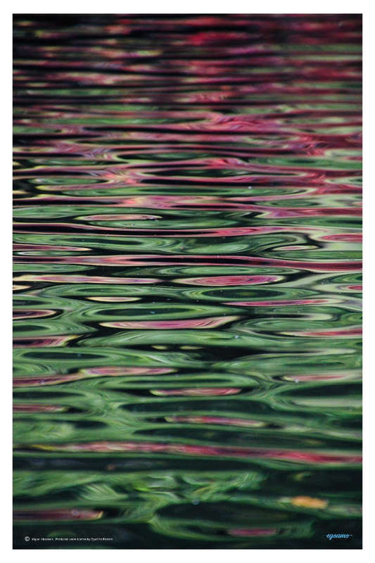 Flower Reflection by Miguel Alcantara - Photography Poster