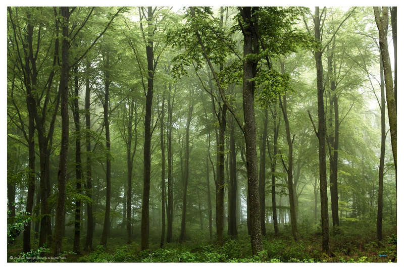 Forest ... by Leif Londal - Landscape  Photography poster